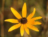 Rudbeckia hirta