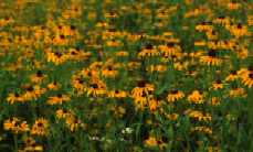 Champ de rudbeckies (Rudbeckia hirta)