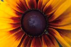 Rudbeckia 'Gloriosa Daisy'