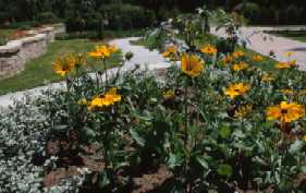 Rudbeckia 'Indian Summer'