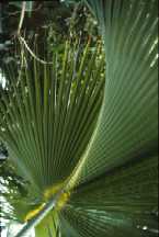 Palmier sabal, Sabal palmetto