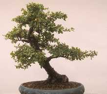 Sageretia thea