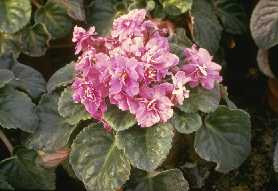 Saintpaulia 'Glowing'