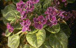 Saintpaulia 'Purple Choice'