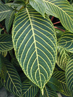 Sanchezia 