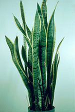 Sansevieria trifasciata