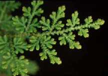 Selaginella pulcherrima