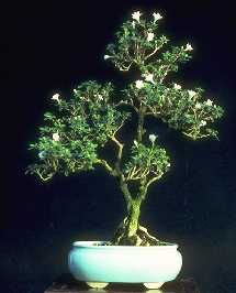 Artificial Bonsai Tree on Buying A Bonsai  Be Sure To Point Out That You Want An Indoor Bonsai