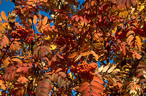 L'esp�ce de sorbier, Sorbus sopulina - photo R�jean Martel