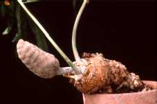 Stangeria eriopus, c�ne femelle, photo Raymond Gagnon