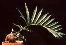 Stangeria eriopus, c�ne m�le, photo Raymond Gagnon