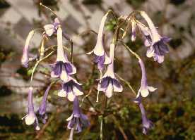 Streptocarpus cooperi