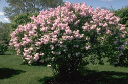 Syringa Hyacinthiflora