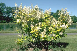 Syringa villosa 'Lutea'