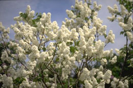 Les lilas