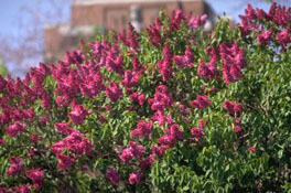 Syringa vulgaris 'Monge'