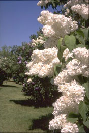 Syringa vulgaris 'Mont Blanc'