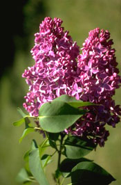 Syringa vulgaris 'Van Nes'