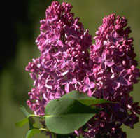 http://www2.ville.montreal.qc.ca/jardin/images/plantes/syringa_vulgaris_vannes_rr.jpg