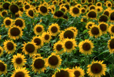 Champ de tournesol