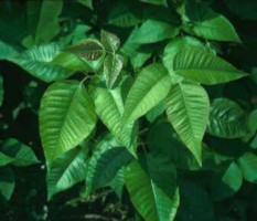 Toxicodendron radicans (Herba � la puce)