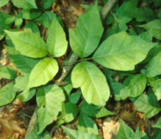 Toxicodendron radicans (Herbe � la puce)