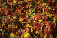 Couleur automnale de l'herbe � la puce - Toxicodendron radicans; photo: Normand Fleury