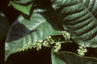 Fleurs de l'herbe � la puce - Toxicodendron radicans; photo: R. Martel