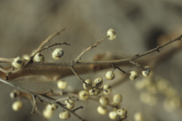 Fruits de l'herbe � la puce - Toxicodendron radicans; photo: Raymond Gagnon