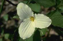 Trille blanc