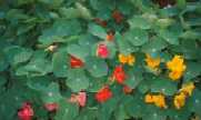 Capucine 'Jewel Mix'