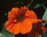Capucine