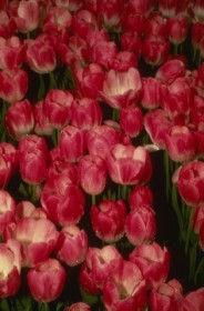 Tulipa gesneriana 'Coriolor'