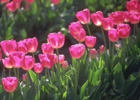 Tulipa 'Pink'