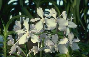 Vanda parviflora
