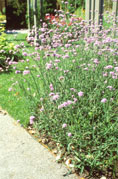 Verbena bonariensis