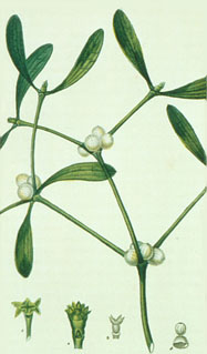 Viscum album