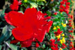 Canna x generalis (cultivars), 