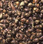 L'�corce caract�ristique, � bulles de chocolat, du pin Wollemi, �Jaime Plaza, Botanical Gardens Trust (Sydney)