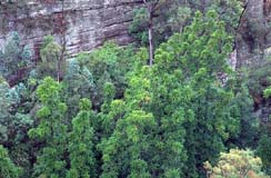 Le pin Wollemi dans son milieu naturel est un arbre qui atteint 40 m de hauteur, �Jaime Plaza, Botanical Gardens Trust (Sydney)