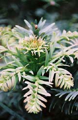 Inflorescence du pin Wollemi, Wollemia nobilis, �Jaime Plaza, Botanical Gardens Trust (Sydney)