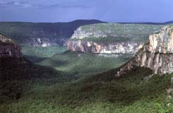 Le parc national Wollemi en Australie, �Jaime Plaza, Botanical Gardens Trust (Sydney)