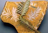 Des fossiles de plantes apparent�es montrent de grandes similitudes avec les feuilles du Wollemia nobilis,  �Jaime Plaza, Botanical Gardens Trust (Sydney)