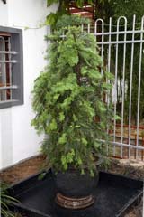 Pin Wollemi au Jardin botanique de Montr�al, � Michel Tremblay
