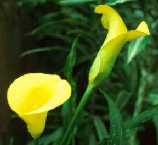 Zantedeschia elliotiana