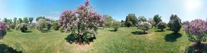 La collection de lilas en 360 degr�s