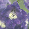 Delphinium