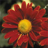 Chrysanthème