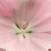 Malva