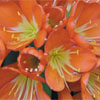 Clivia